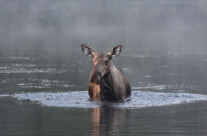Moose (1)