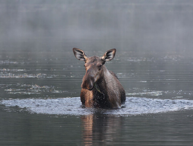 Moose (1)