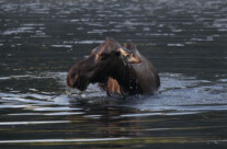 Moose (2)