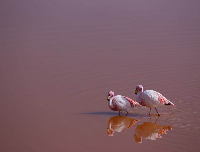 Flamingos in Farbe