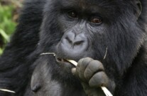 Gorilla chewing