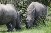 Rhino encounter