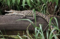juvenile crocodile