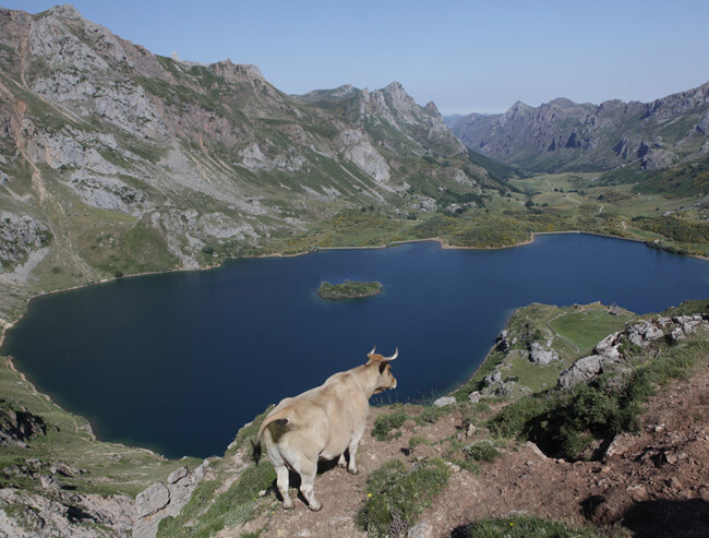Kuh über dem Lago Valle