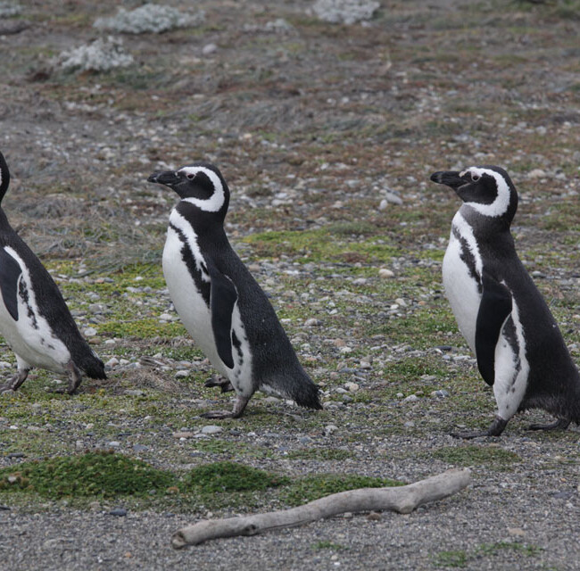 Magellan Pinguine