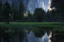 Yosemite meadows