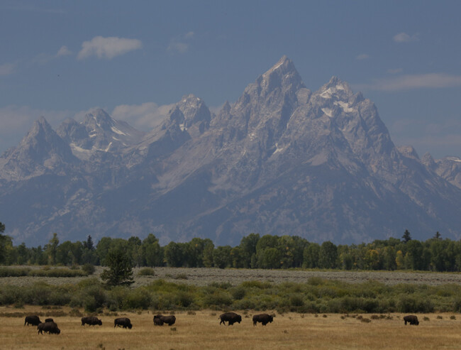 epic: buffaloes in front of the Grand Tetons